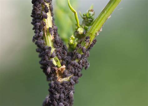 Aphids On Plants 🌿 🐜 Tackling The Tiny Invaders For A Healthier Garden