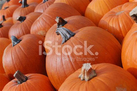 Pumpkins Stock Photo Royalty Free Freeimages