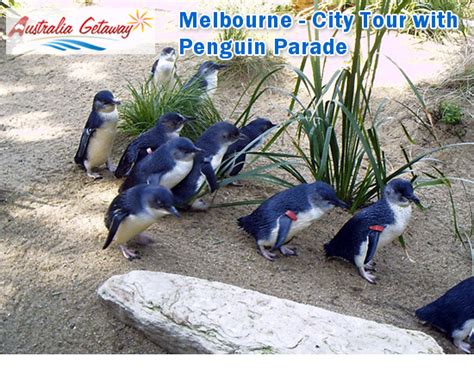 Melbourne City Tour With Penguin Parade The Penguin Parade Is One Of