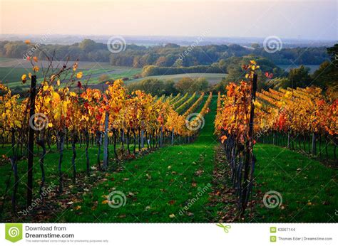 Colorful Vineyards In Autumn Stock Photo Image Of Background Object