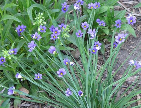 photo of the entire plant of blue eyed grass sisyrinchium angustifolium lucerne posted by