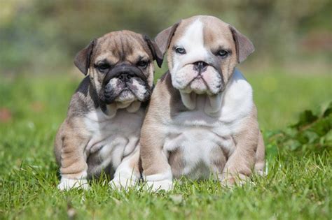 How Much Are English Bulldog Puppies Male English Bulldog Puppy