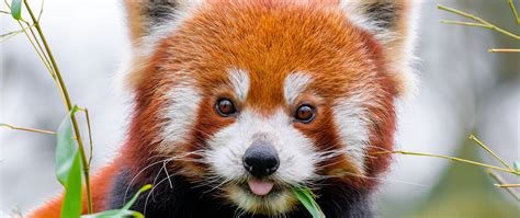 Download Wallpaper 2560x1080 Red Panda Protruding Tongue Animal Leaf