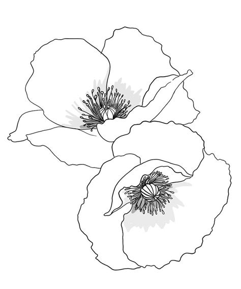 Poppy Flower Tattoo Style Art By Foxandcrow Poppy Flower Drawing