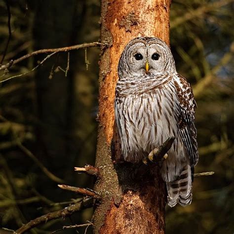 Barred Owl In Pine Tree Brighton Ontario By Michael Cummings