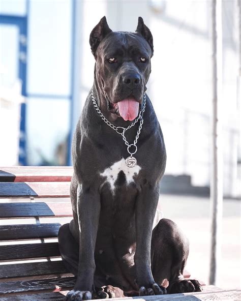 15 Amazing Facts About Cane Corso You Probably Never Knew Page 3 Of 5