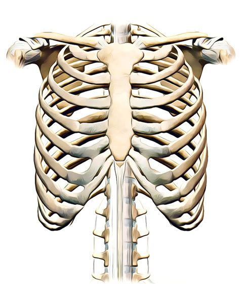Human Anatomy Ribs Pictures Rotation Of 3d Skeletonribschest
