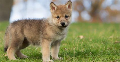Baby Wolves 7 Wolf Pup Pictures And 7 Facts A Z Animals