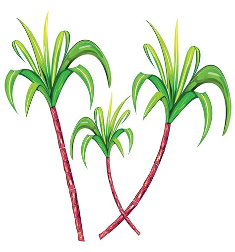 Caña De Azucar Png Free Logo Image