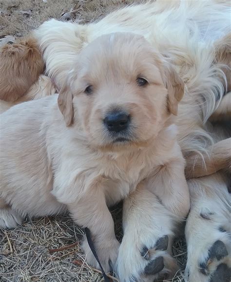 Training your golden retriever from a young age will help form a bond between you and your dog, help to keep your dog. 3 week old puppy - Snake River Golden Retrievers