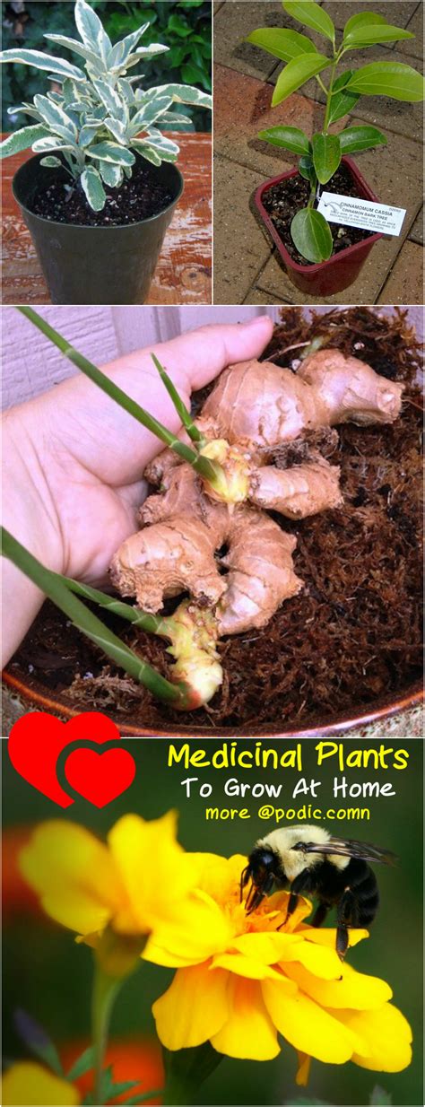 10 Medicinal Plants You Can Grow At Home Pondic