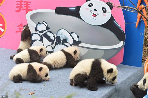 Nine Adorable Panda Cubs Make Their Debut At A Chinese Centre Ahead Of