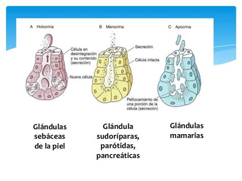 Glandulas Exocrinas Pdf