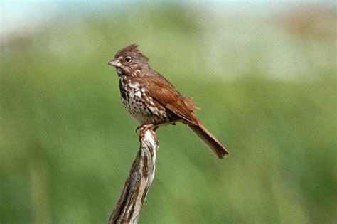 Free Picture Fox Sparrow