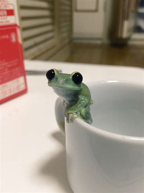 Tiny Frog Cute Reptiles Cute Frogs Cute Animals