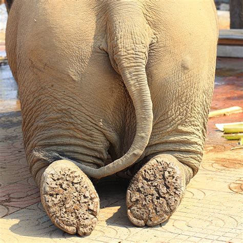 Best Closeup Of Elephant Feet Stock Photos Pictures And Royalty Free
