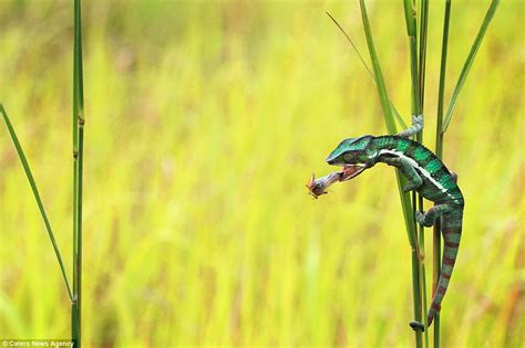 Amazing Photo Sequence Captures Lizard Who Was Left A Little Tongue