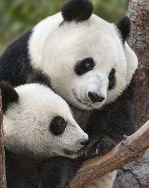 San Diego Zoo To Bid Farewell To Giant Pandas As Long Term San Diego