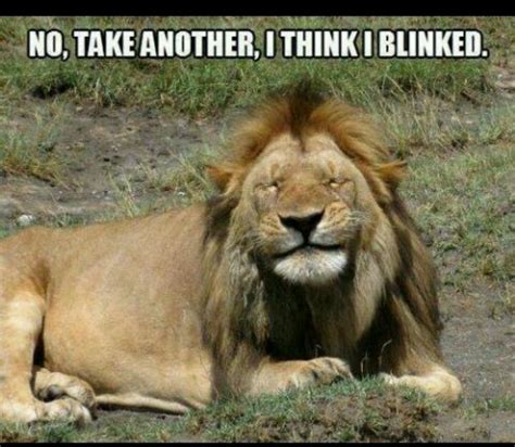 12 Best Lions Images On Pinterest Funny Animals Big