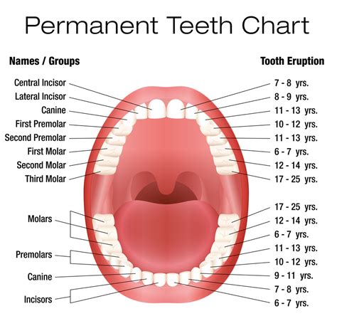 Permanent Teeth Forest And Ray Dentists Orthodontists Implant Surgeons