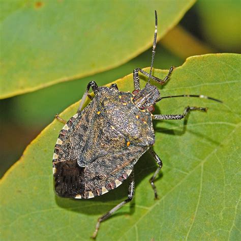 You can identify these bugs by their speed, long the scientific name of this bug reflects its love of sweet things. Brown marmorated stink bug - Wikipedia