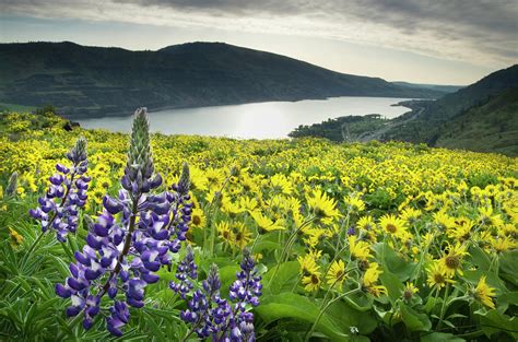 Wildflowers Columbia River Gorge Oregon By Alan Majchrowicz