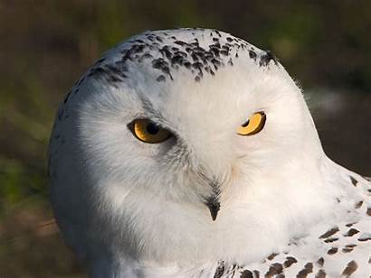 Owl Owls Fanpop Snowy Eyes Google Animal