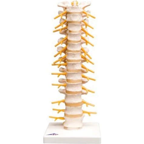 Fabrication Enterprises 3b® Anatomical Model Thoracic Spinal Column
