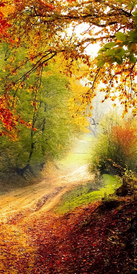 Hd Autumn Background For Smartphones Follow For Download Daily Mobile