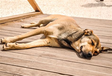 Why Do Dogs Lay In The Sun Vet Answer Pet Guides Health Gear