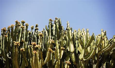Free Photo Cactus Cacti Desert Dry Green Free Image On Pixabay