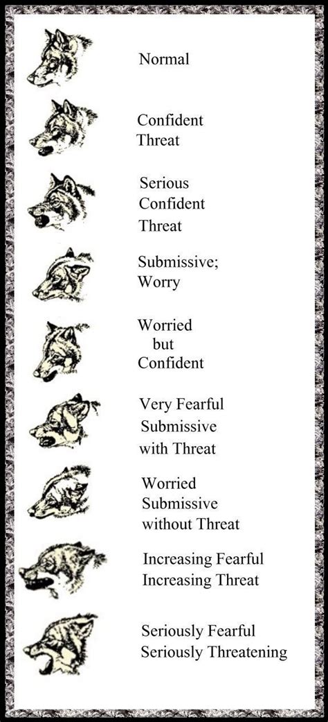 Pin By Chanel Aprahamian On Wolves Wolf Spirit Animal Dog Tattoos