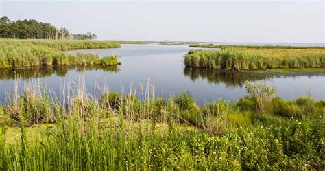 Blackwater National Wildlife Refuge