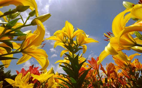 Summer Yellow Lily Flower Field Wallpaper 2560x1600 32039