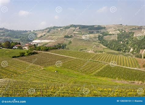 Aerial View Of The Vineyards Of Langhe Piedmont Stock Image Image