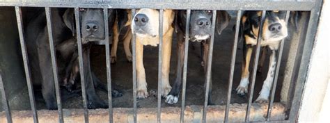 Free Images Cage Sad Dogs Pound Animal Shelter