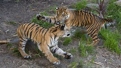 Tiger Cub Moka Recovers Back On Display At San Diego Zoo Safari Park