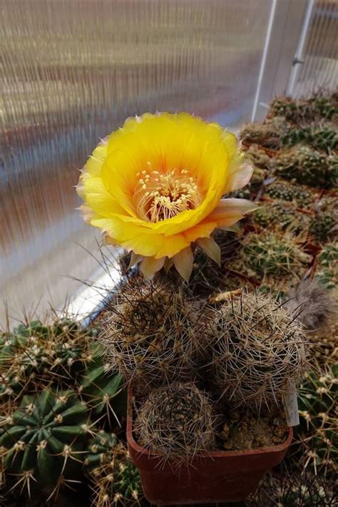 Kaktusy Sukulenty Cibuloviny Cacti Bulbs Succulents Cactus Flower
