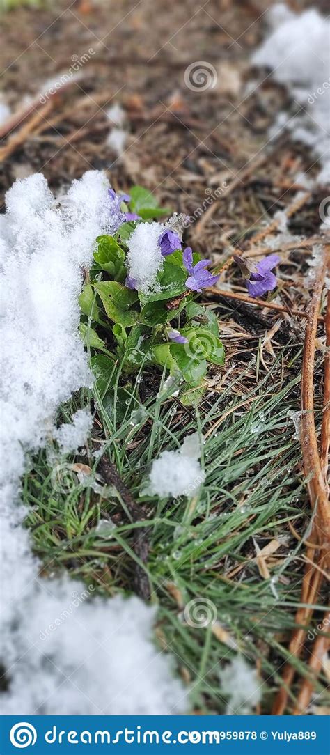 Spring Flowers Under The Snow Violets Under The Snow Stock Photo