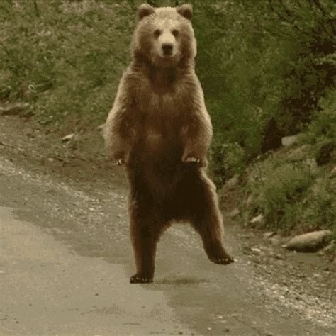 Bear Dancing2 Dancing Bear GIF Bear Dancing2 Dancing Bear Discover