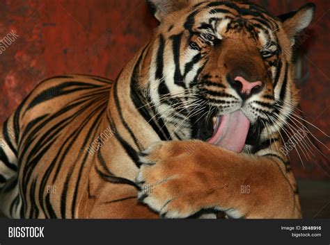 Tiger Licking His Paw Stock Photo And Stock Images Bigstock