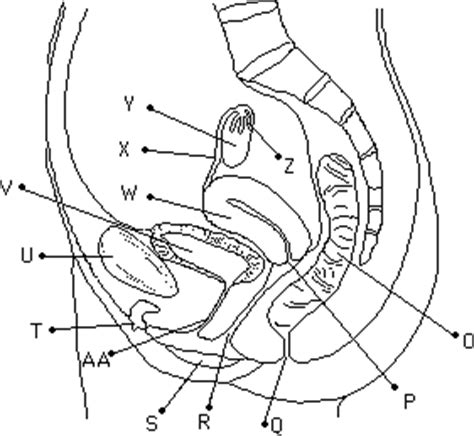 The diagram is as follows: Female Reproductive System Drawing at GetDrawings | Free ...