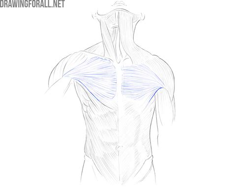 Male Upper Torso Anatomy