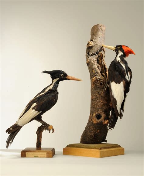 Ivory Billed Woodpecker Call