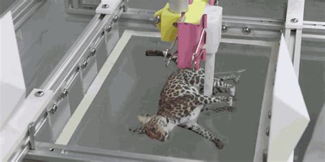 Check out these incredibly creative and useful accessories! New coloring technique creates perfect spots on 3D-printed cat