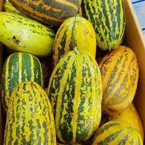 Vietnam Dua Gang Dua Bo 100 Seeds For Planting Musk Melon
