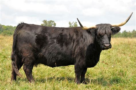 American Highland Cattle Association