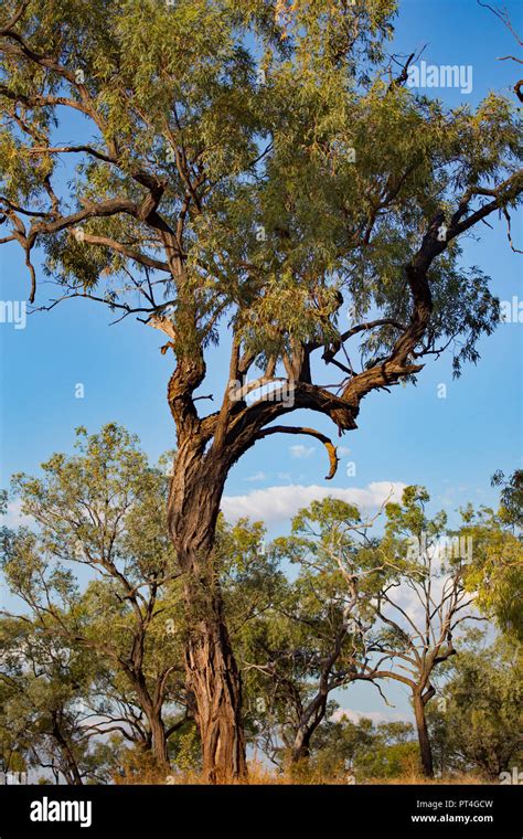 Ironbark Tree Eucalyptus Sp In Australian Savanna Stock Photo Alamy