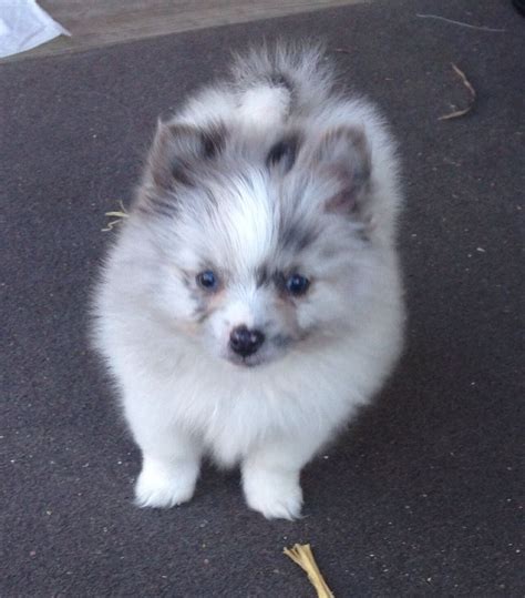 White Pomeranian With Blue Eyes Pets Lovers