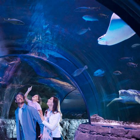 Tropical Ocean Exhibit Sea Life Michigan Aquarium